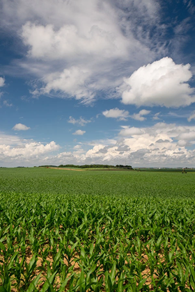Corn Image with blue sky and clouds
